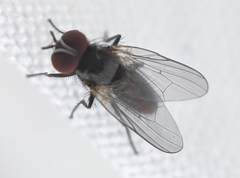 Diptera