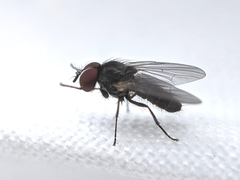 Diptera