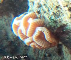 Sycozoa cerebriformis