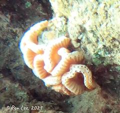 Sycozoa cerebriformis