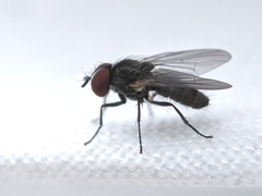 Diptera