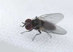 Diptera