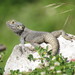 Roughtail Rock Agama - Photo (c) richardjaybee, some rights reserved (CC BY-NC), uploaded by richardjaybee