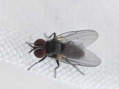 Diptera