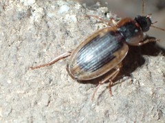 Tanystoma maculicolle