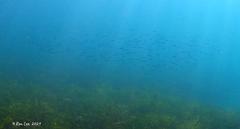 Spratelloides robustus