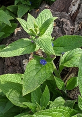 Pentaglottis sempervirens