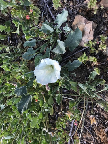 iNaturalist observation photo of Hillside False Bindweed
