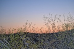 Larrea tridentata