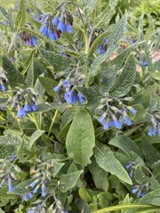 Symphytum caucasicum