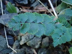 Gingidia grisea