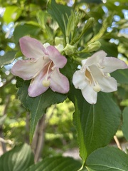 Weigela coraeensis