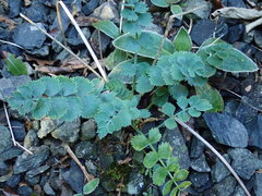Gingidia grisea