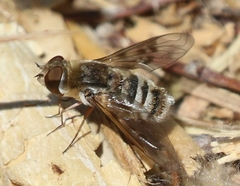 Exoprosopa brevirostris