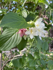 Weigela coraeensis