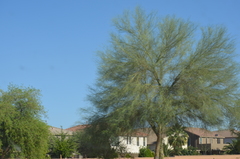 Parkinsonia