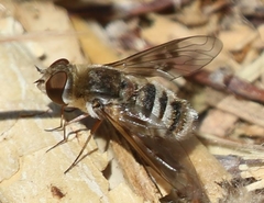 Exoprosopa brevirostris