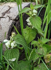 Lamium album