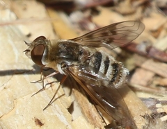 Exoprosopa brevirostris