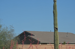 Carnegiea gigantea
