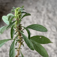 Amaranthus thunbergii