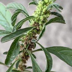 Amaranthus thunbergii