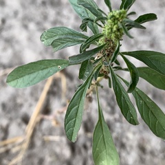 Amaranthus thunbergii