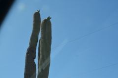 Carnegiea gigantea