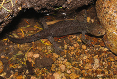 Mountain Stream Salamander photo 2