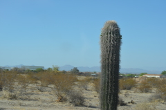 Carnegiea gigantea