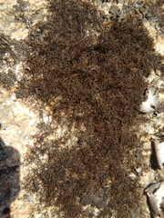 Pseudephebe pubescens