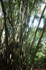 Bambusa dolichoclada
