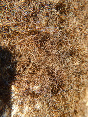 Pseudephebe pubescens