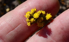 Marasmodes dummeri