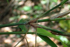 Bambusa dolichoclada
