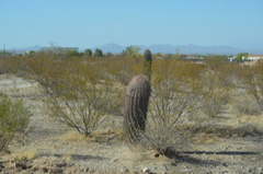 Carnegiea gigantea