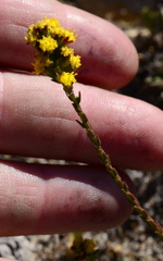 Marasmodes dummeri