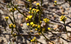 Marasmodes dummeri