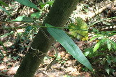 Bambusa dolichoclada