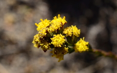Marasmodes dummeri
