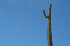 Carnegiea gigantea