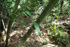 Bambusa dolichoclada