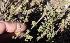 Hermannia ternifolia