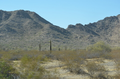 Carnegiea gigantea