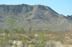 Carnegiea gigantea