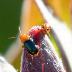 Chirodica
