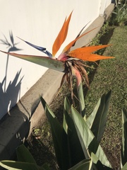 Strelitzia reginae