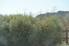 Larrea tridentata