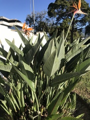 Strelitzia reginae
