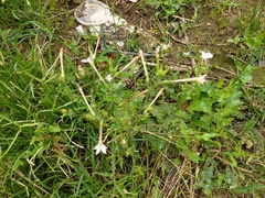 Nicotiana plumbaginifolia
